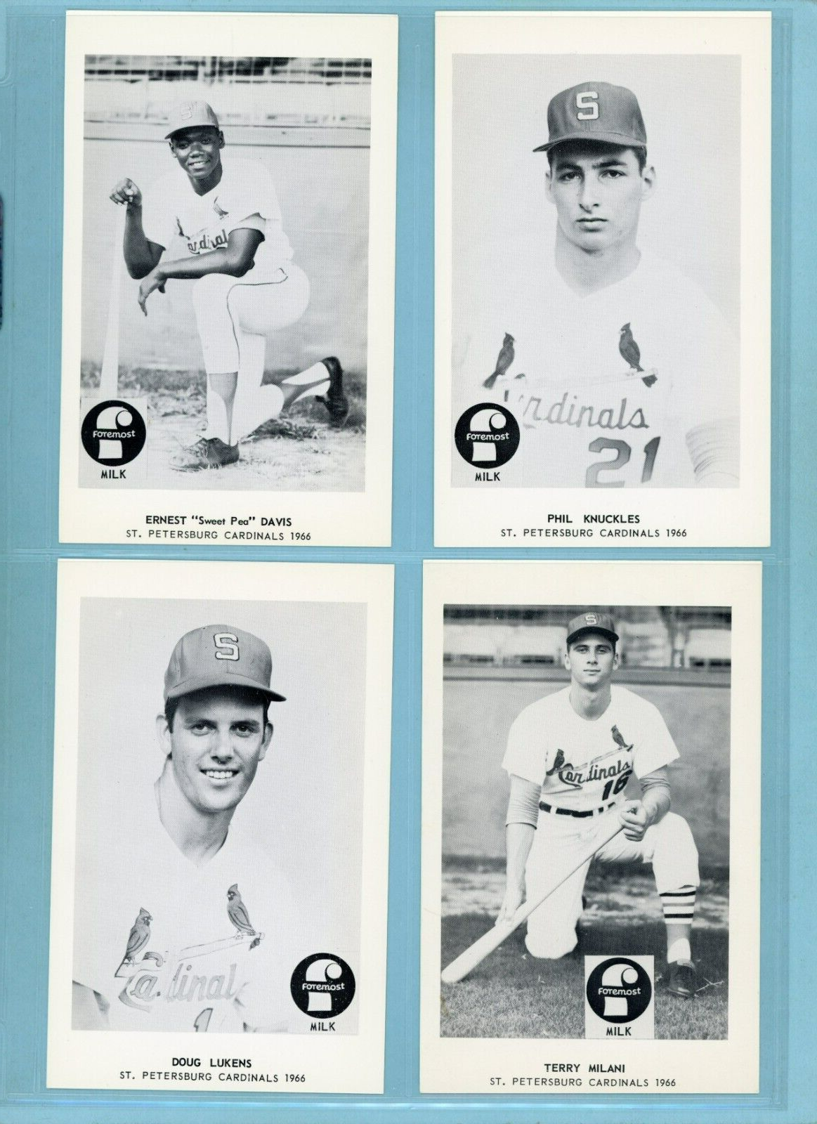 1966 Foremost Milk St. Petersburg Cardinals Near Set of 18 Diff Baseball Photos